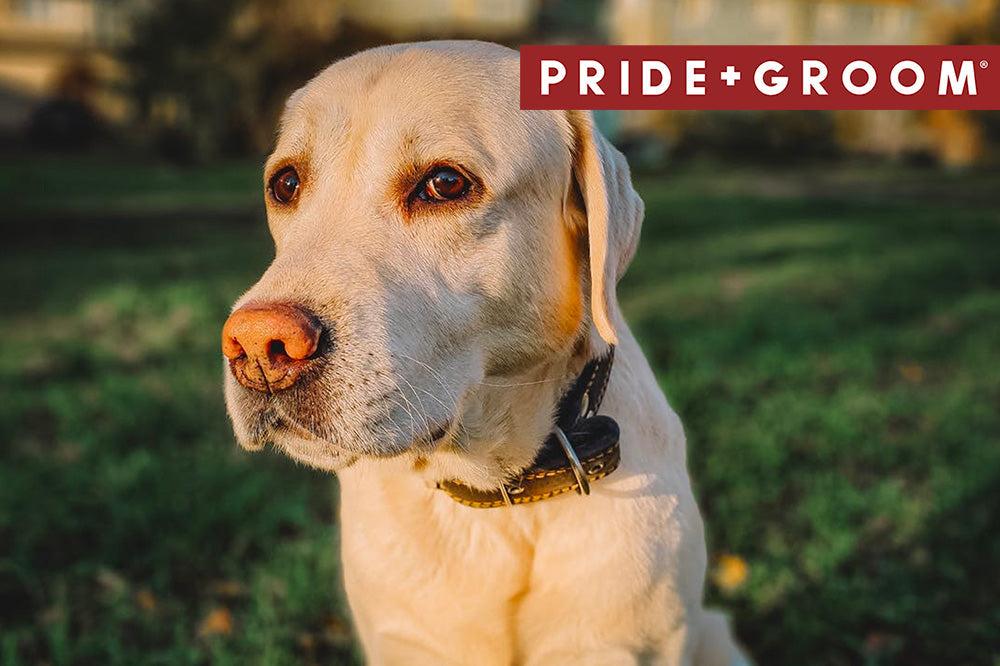 Yellow Labrador sitting on grass at sunset, wearing a leather collar with PRIDE+GROOM banner in top-right corner