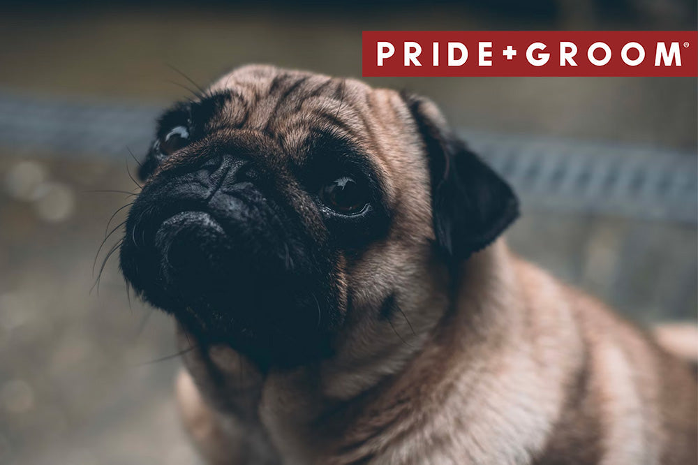 Close-up of a fawn pug looking up with a blurred background and PRIDE+GROOM banner in the top-right corner