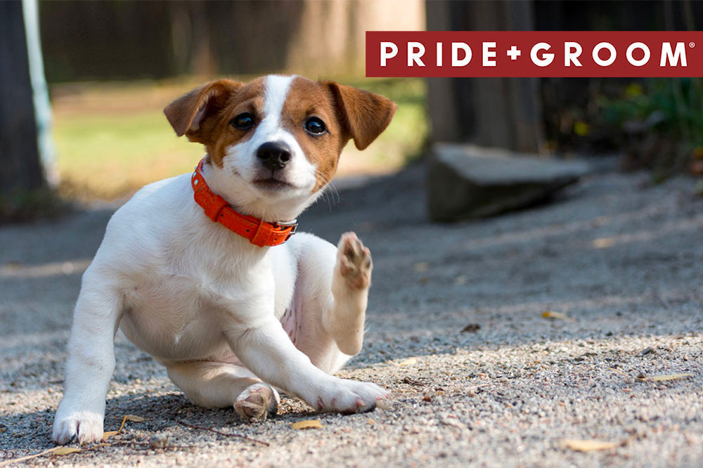 Small puppy scratching itself on a gravel path with PRIDE+GROOM banner in the top-right corner