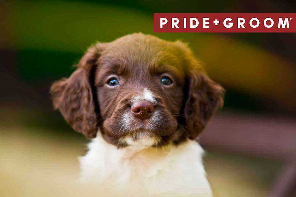 Brown and white springerdoodle puppy looking at the camera with a blurred green background and Pride and Groom logo