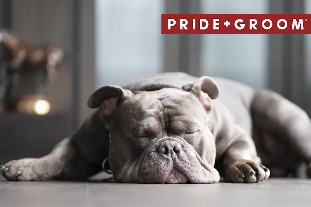 Gray bulldog sleeping on its belly on a hardwood floor in a softly lit room with PRIDE+GROOM logo