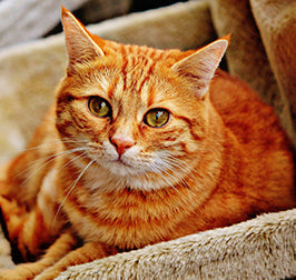 Orange tabby cat resting on a beige plush blanket, looking at the camera