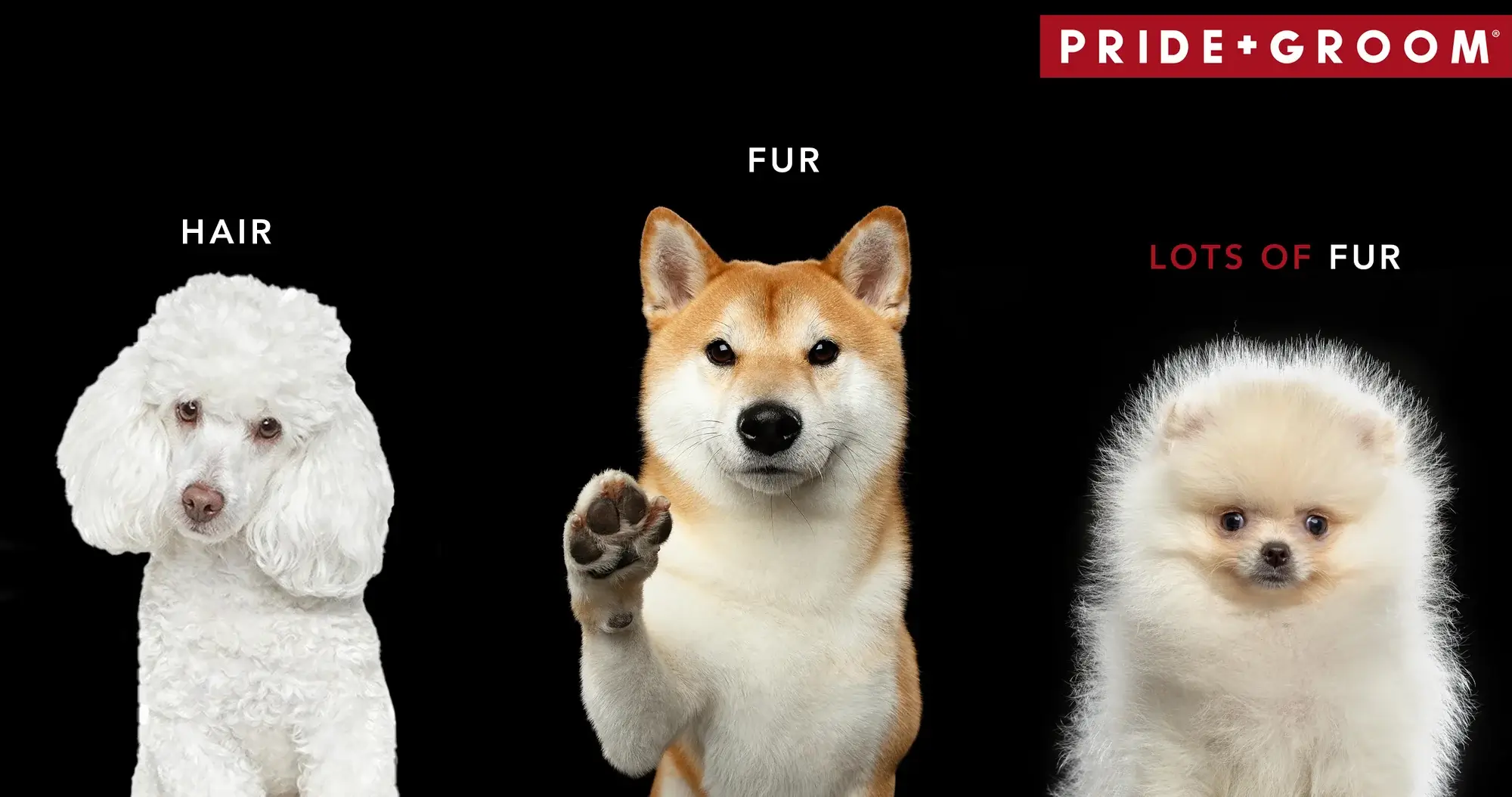 Photo comparison showing three dog coat types labeled Hair, Fur, and Lots of Fur