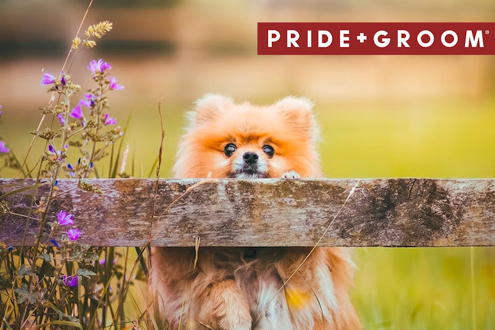 Pomeranian dog peeking over a weathered wooden fence in a grassy field with purple wildflowers, PRIDE+GROOM logo