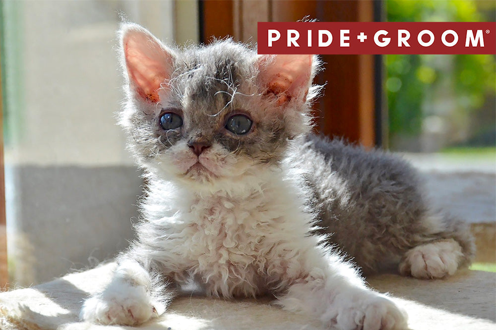 Gray and white curly-haired kitten lying in sunlight on a windowsill with PRIDE+GROOM logo in top right