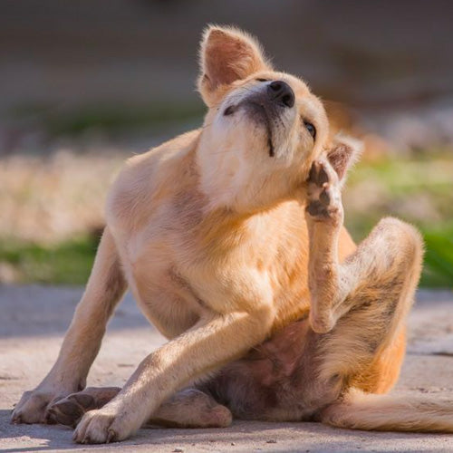 Small tan dog scratching its ear with its hind leg while sitting on a sunlit outdoor path
