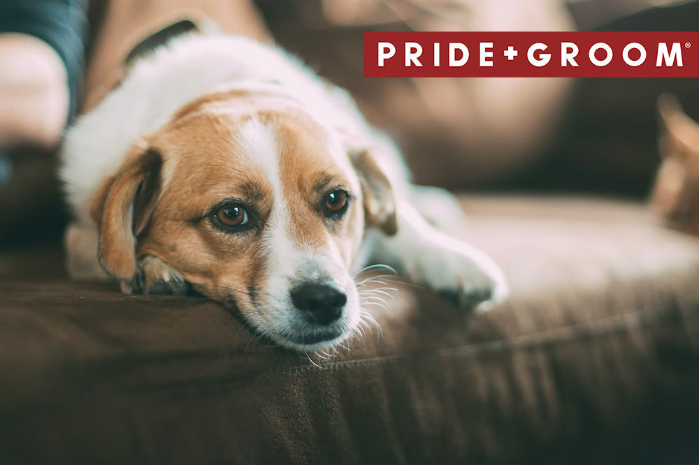 Tan and white dog lying on a couch with head on cushion, PRIDE+GROOM logo in top right
