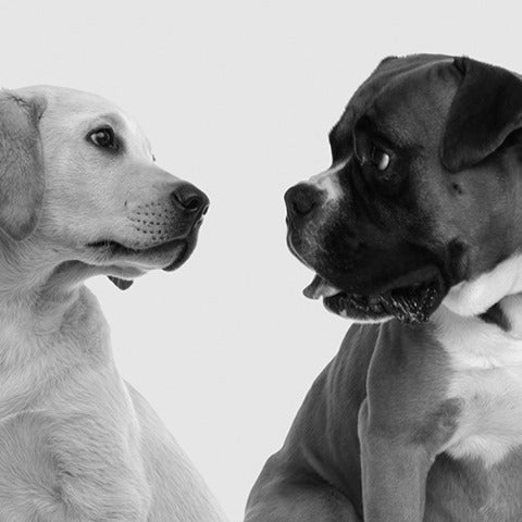 Two puppies facing each other on a plain light background, illustrating puppy socialization