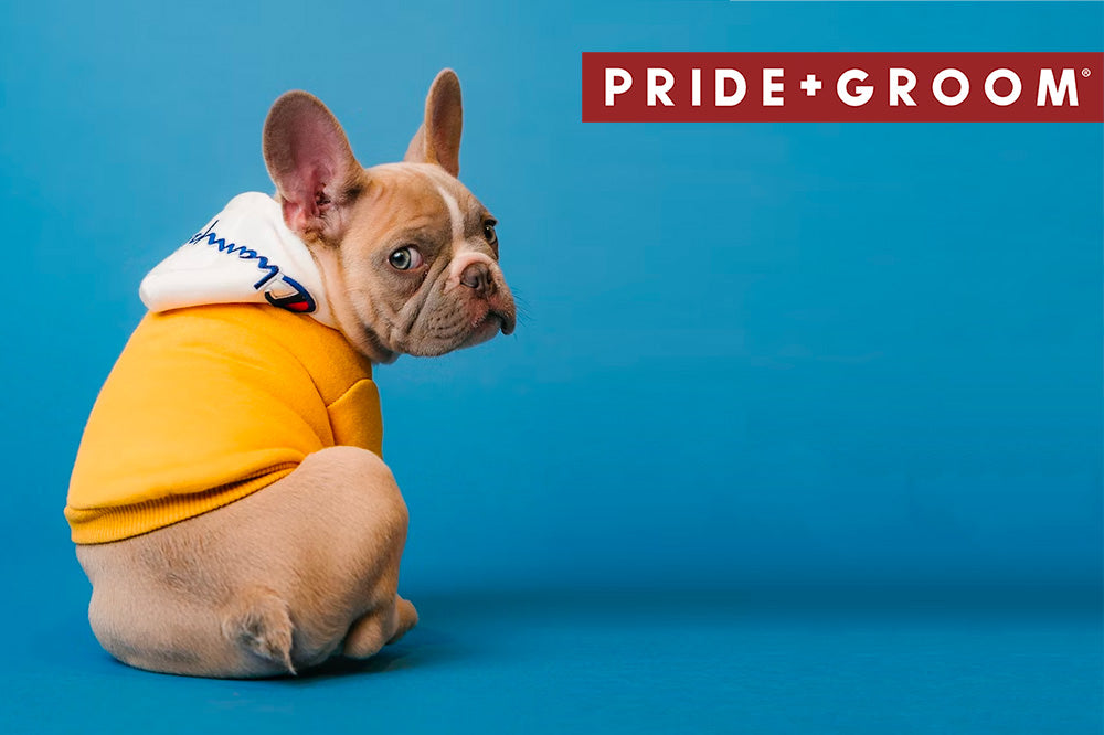 French bulldog wearing a yellow hoodie looking over its shoulder on a blue studio background with PRIDE+GROOM logo