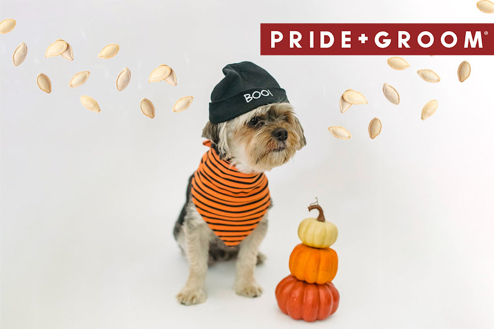 Small dog sitting beside stacked pumpkins wearing a black beanie and orange bandana while pumpkin seeds fall, PRIDE+GROOM logo