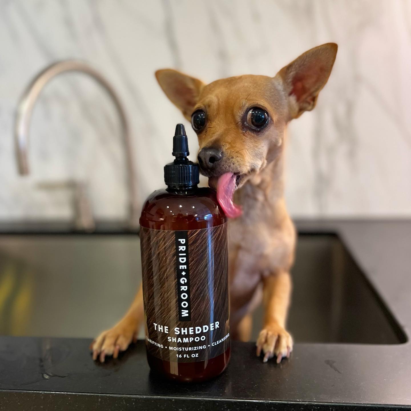 Tan Chihuahua licking a PRIDE+GROOM The Shedder shampoo bottle on a grooming sink