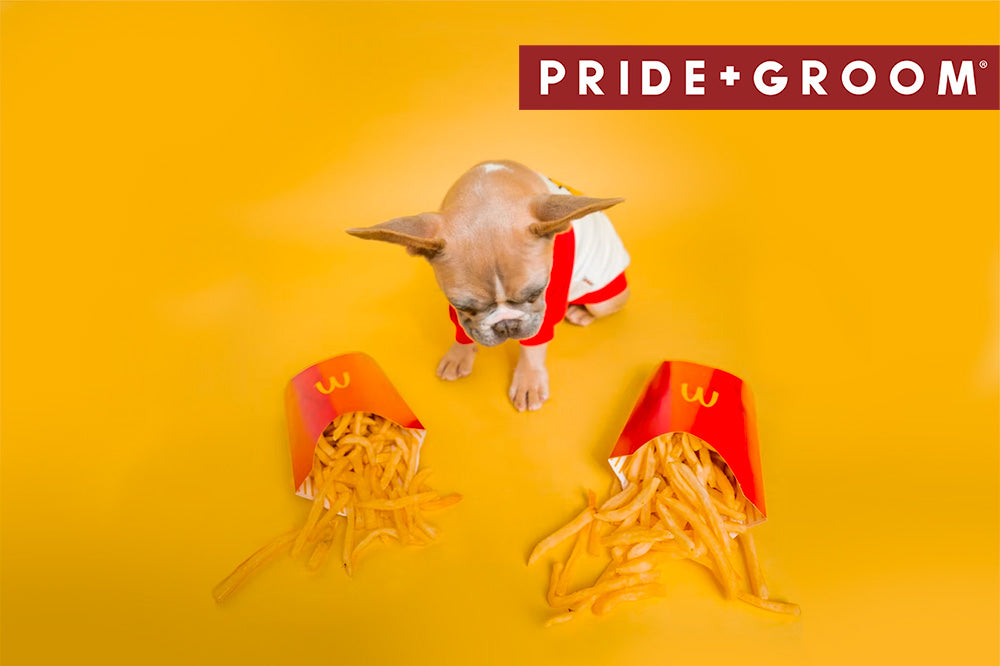 French bulldog puppy in a red-and-white shirt looking down at two spilled fast-food french fry cartons on a bright yellow background