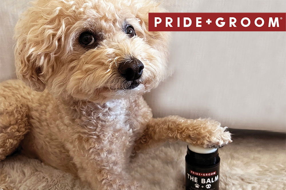 Apricot poodle resting a paw on a jar of The Balm on a couch, PRIDE+GROOM logo in the corner