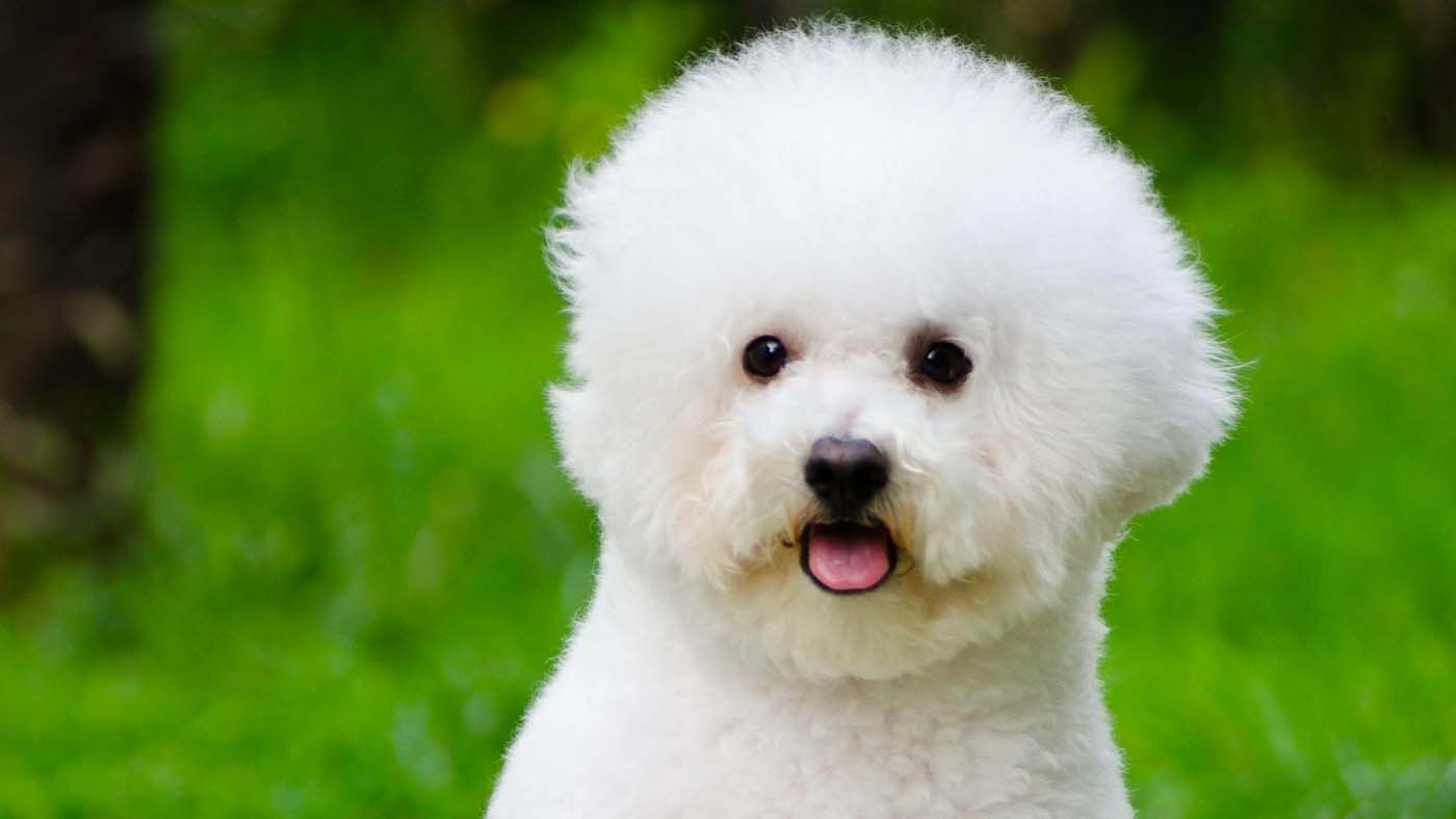 Close-up of a groomed white Bichon Frise with a rounded fluffy head and tongue out against green grass