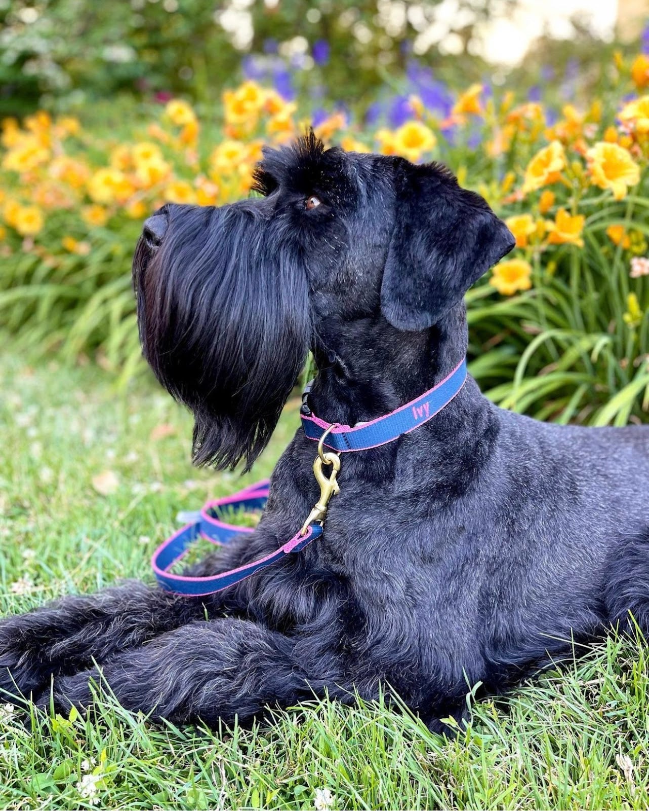 Black dog lying on grass, looking up in profile with yellow flowers blurred in the background