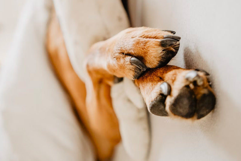 Close-up of a dog’s paws resting on a soft cream blanket