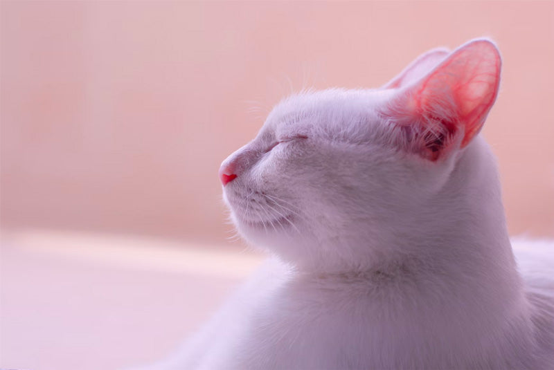 Profile of a white cat with closed eyes resting against a soft pink background