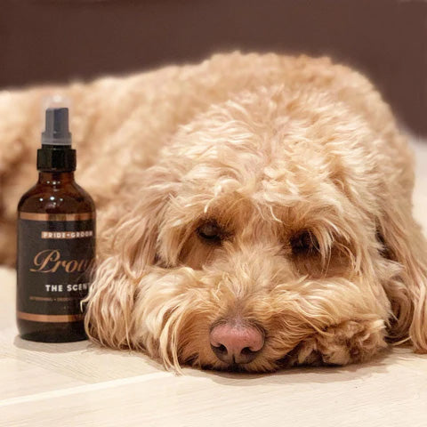 Cream-colored doodle resting its head on a light floor next to an amber grooming spray bottle, neutral background