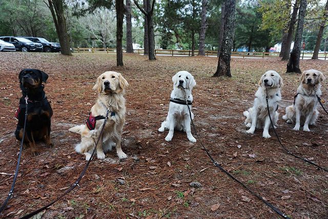 Five leashed dogs sitting in a row in a park, four light-colored retrievers and one dark-coated dog