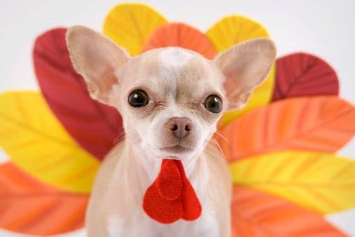 Small tan chihuahua wearing a red turkey neck decoration in front of a colorful paper turkey-feather backdrop