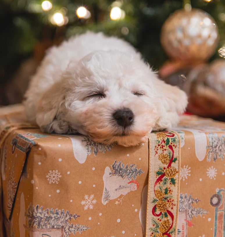 White puppy sleeping on a wrapped holiday present with blurred Christmas tree and ornaments in the background