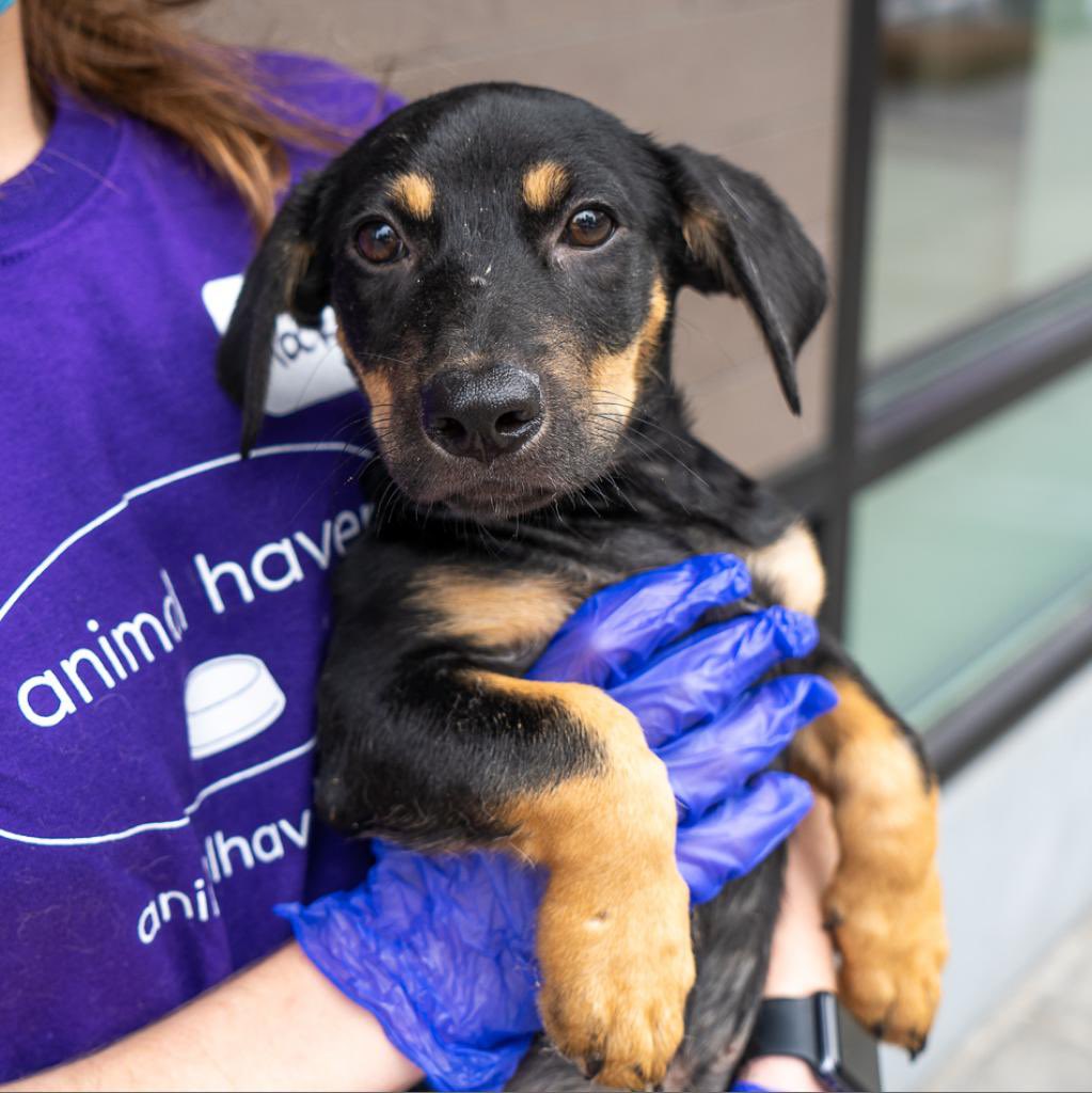 Volunteer holding a black-and-tan shelter puppy while wearing an Animal Haven purple shirt and blue gloves