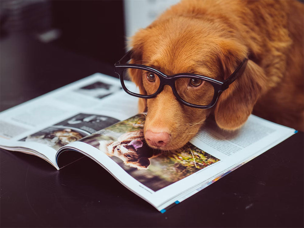 Brown dog wearing black glasses resting its head on an open magazine with photos of dogs on a dark table