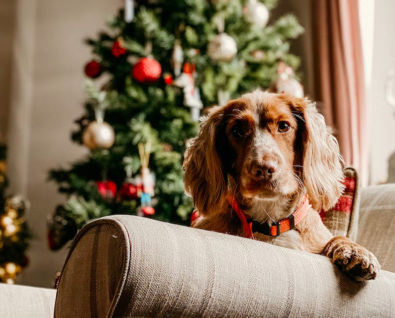 Brown-and-white dog resting on a couch, looking at the camera in a living room decorated with a Christmas tree