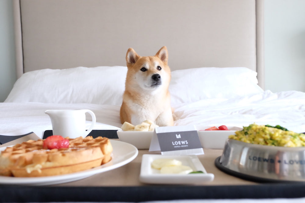 Shiba Inu sitting on a hotel bed behind a room-service breakfast tray in a Loews hotel room