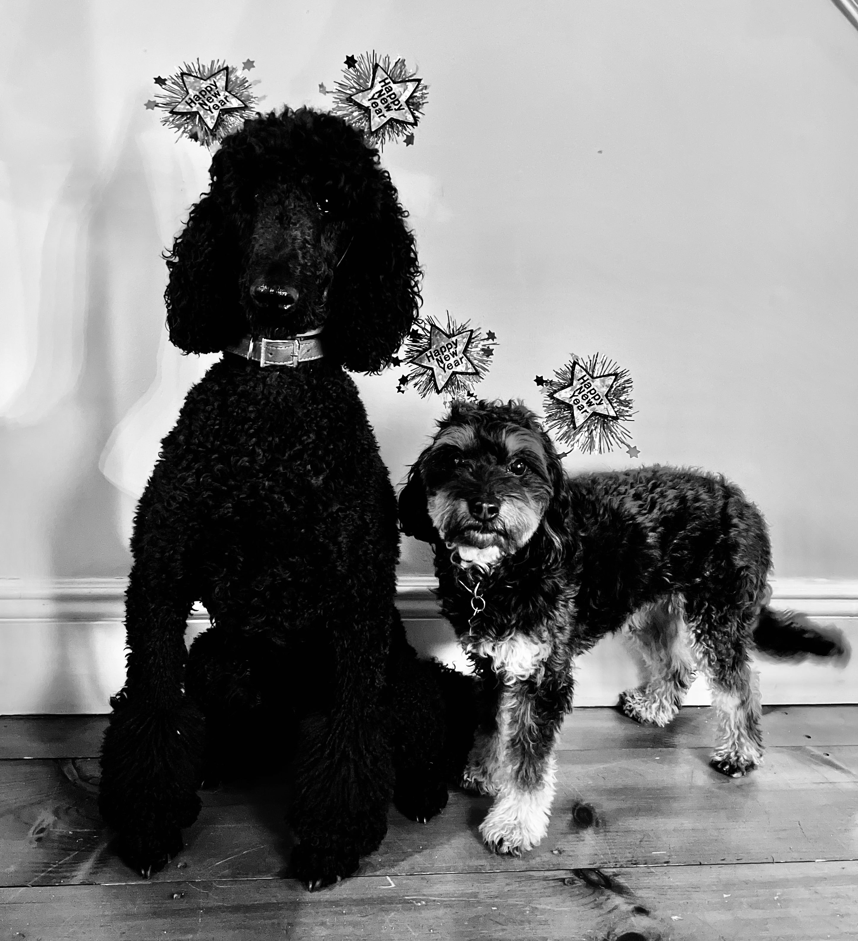 Two dogs wearing Happy New Year headbands posing against a plain wall and wooden floor
