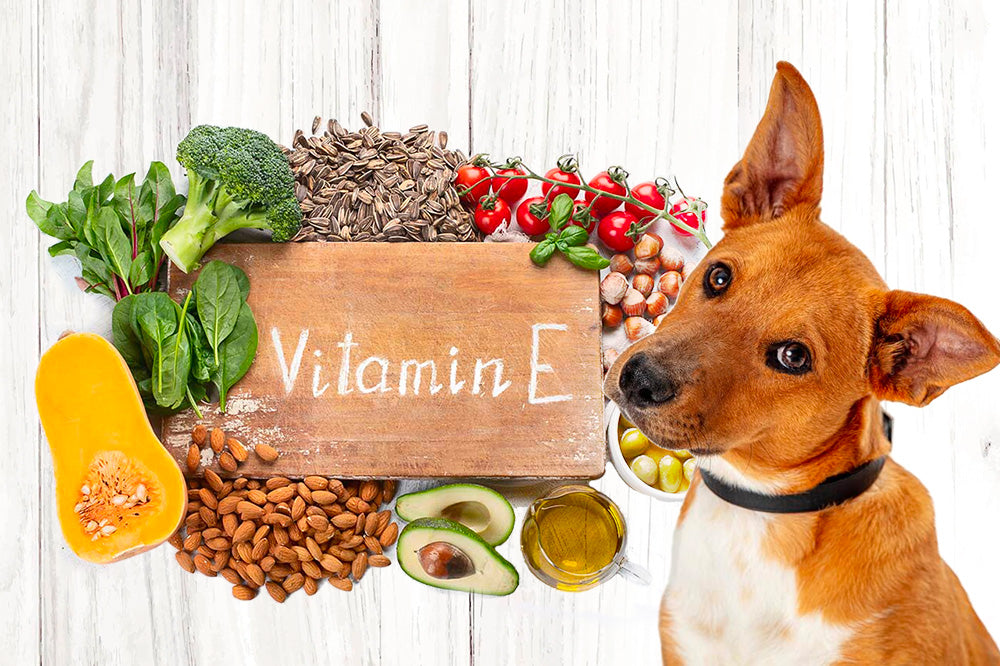 Brown dog beside a wooden sign reading Vitamin E with avocado, almonds, broccoli, tomatoes and olive oil on white wood