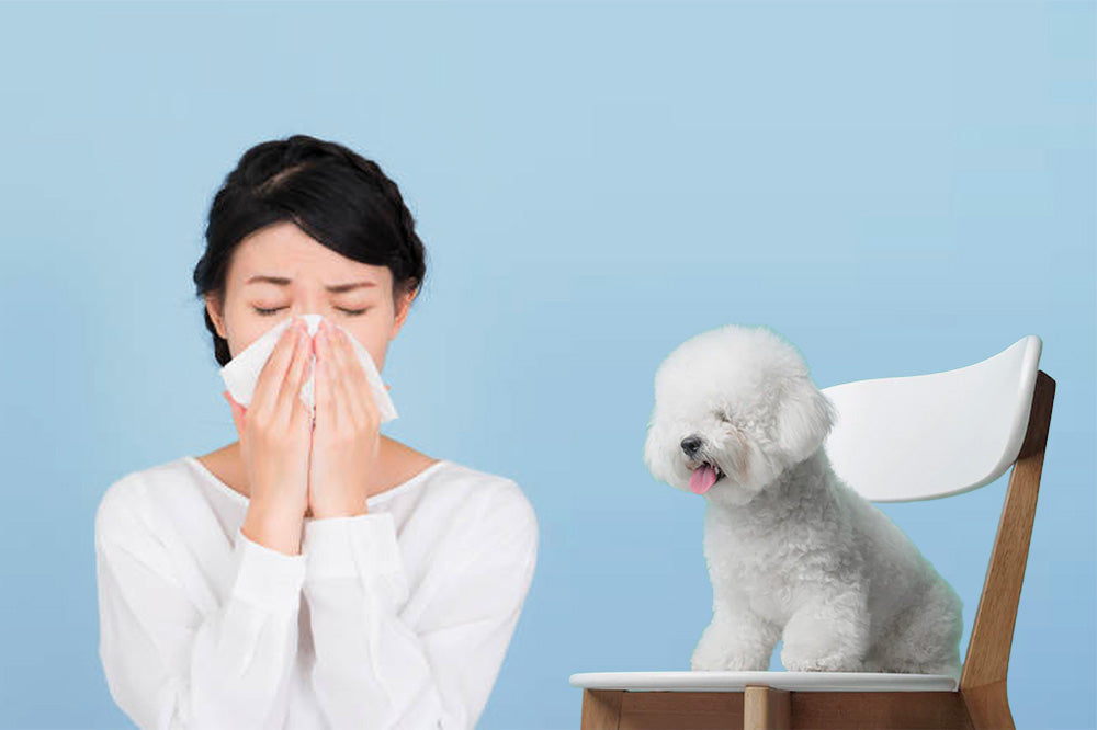 Woman sneezing into a tissue beside a white fluffy dog sitting on a chair against a blue background
