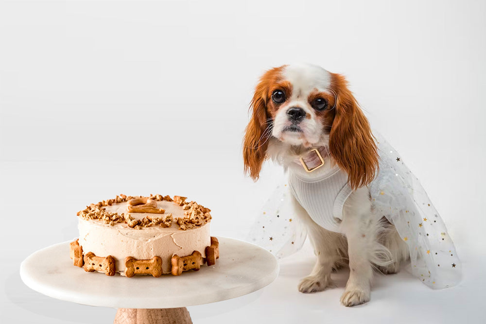 Cavalier King Charles Spaniel in a white party cape sitting beside a frosted dog cake on a marble stand