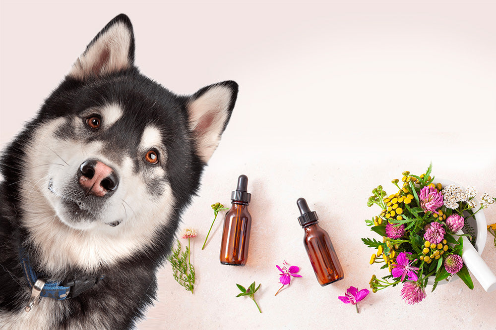 Siberian husky tilting head beside two amber essential oil dropper bottles and a small bouquet of wildflowers on a pale background