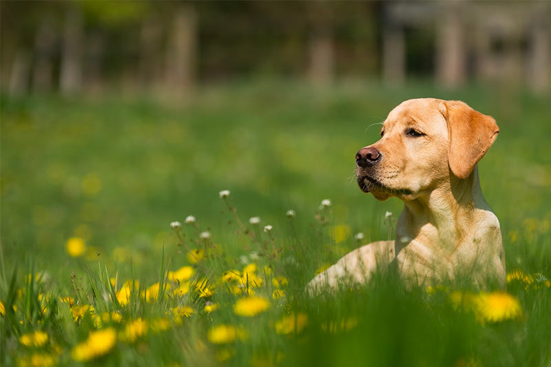 Yellow Labrador resting in tall grass with dandelions in a sunlit meadow