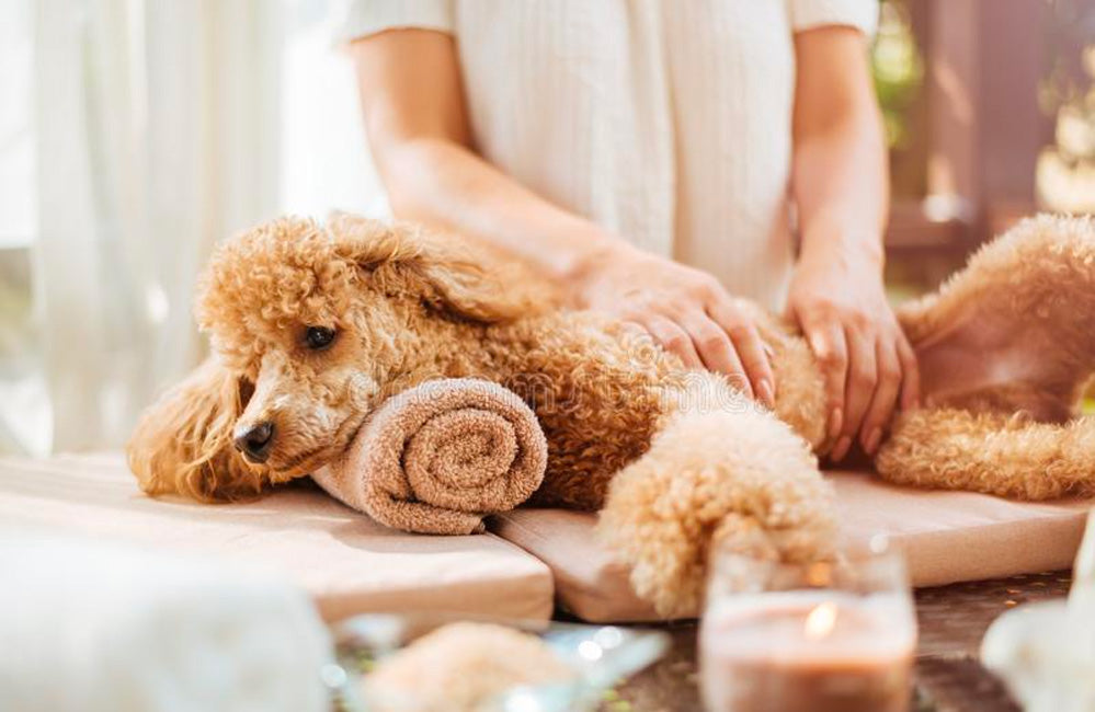 Apricot poodle lying on a mat while a person gently massages its back in a cozy indoor setting