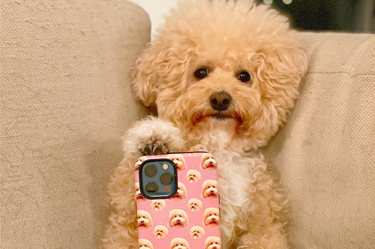 Cream-colored doodle sitting on a beige couch holding a smartphone with a pink phone case printed with doodle faces