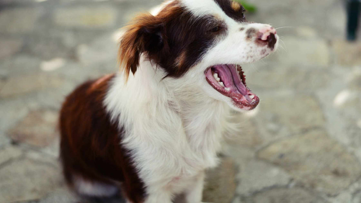 Brown and white dog yawning with mouth wide open while sitting on a stone patio