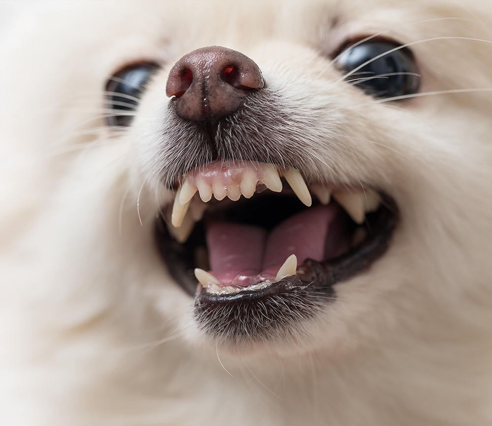Close-up of a white Pomeranian with mouth open showing teeth and gums, illustrating dental problems