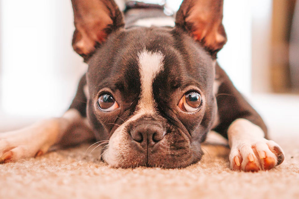 Small black-and-white dog lying on carpet looking at camera with watery, tear-stained eyes