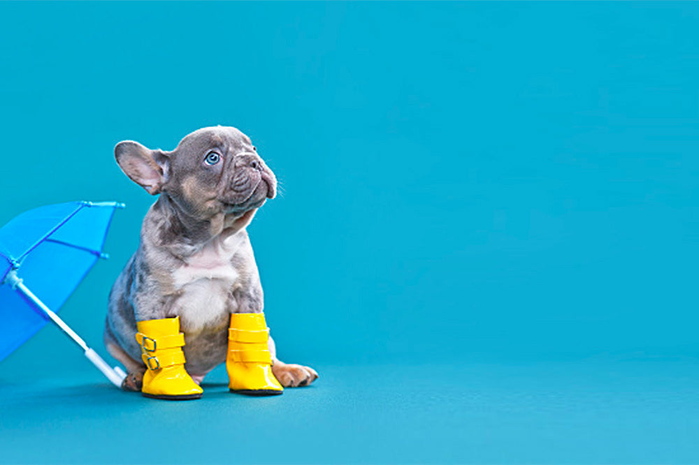 French bulldog puppy sitting in yellow rain boots next to a small blue umbrella on a solid teal background