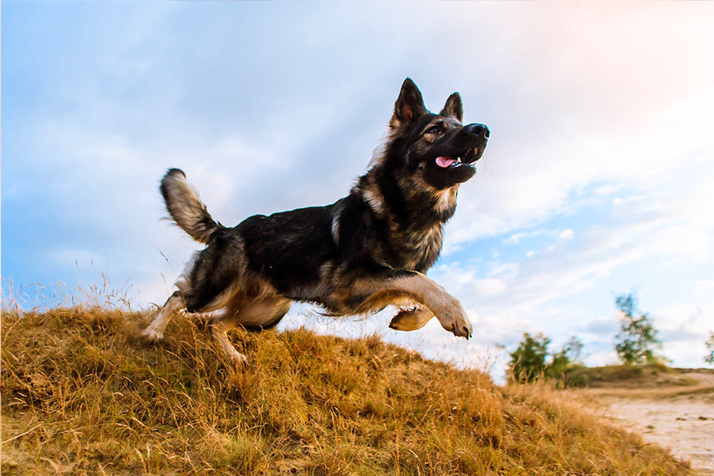 German Shepherd running across a grassy dune under a blue sky