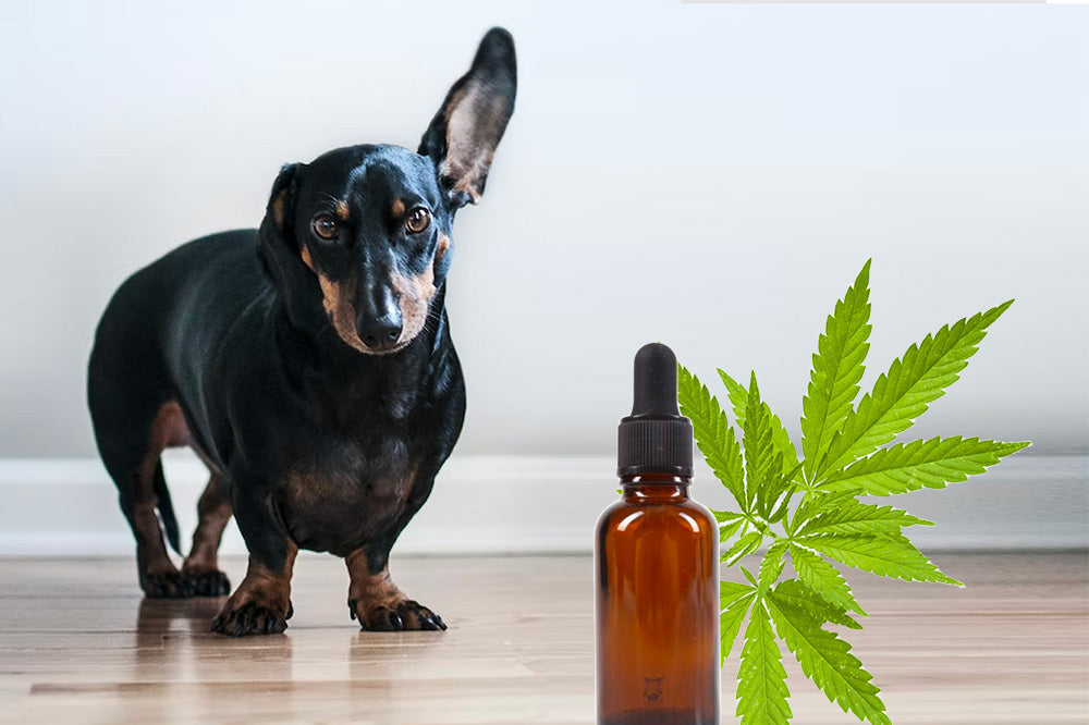 Dachshund standing on a hardwood floor beside an amber CBD oil dropper bottle and a hemp leaf, pale wall background