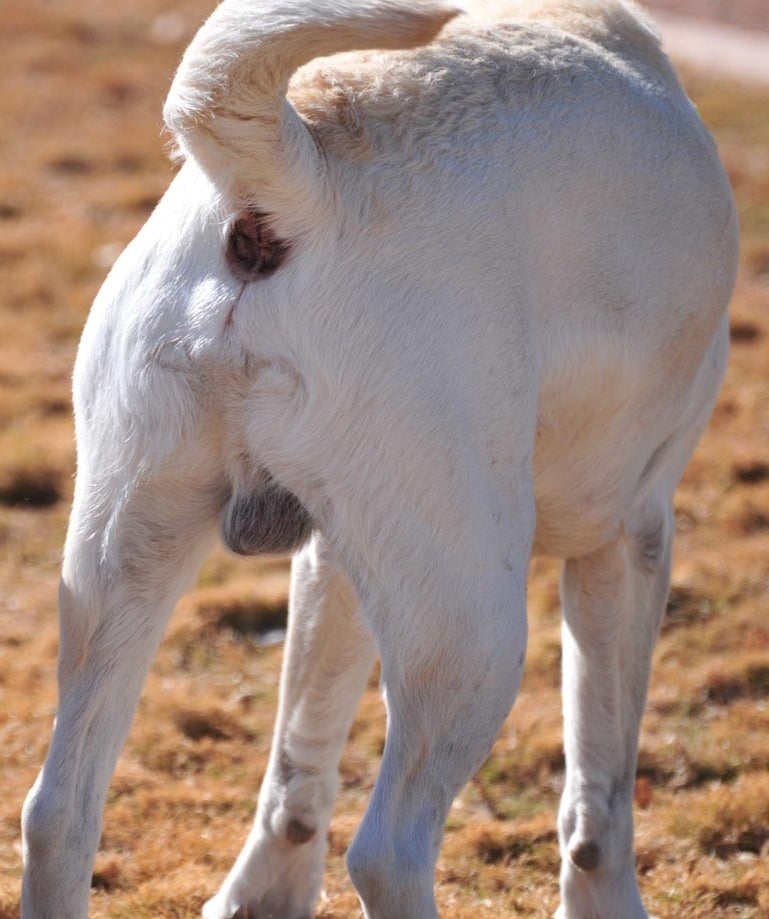 Male Labrador standing with tail lifted showing rear and anal area in a dry grassy field