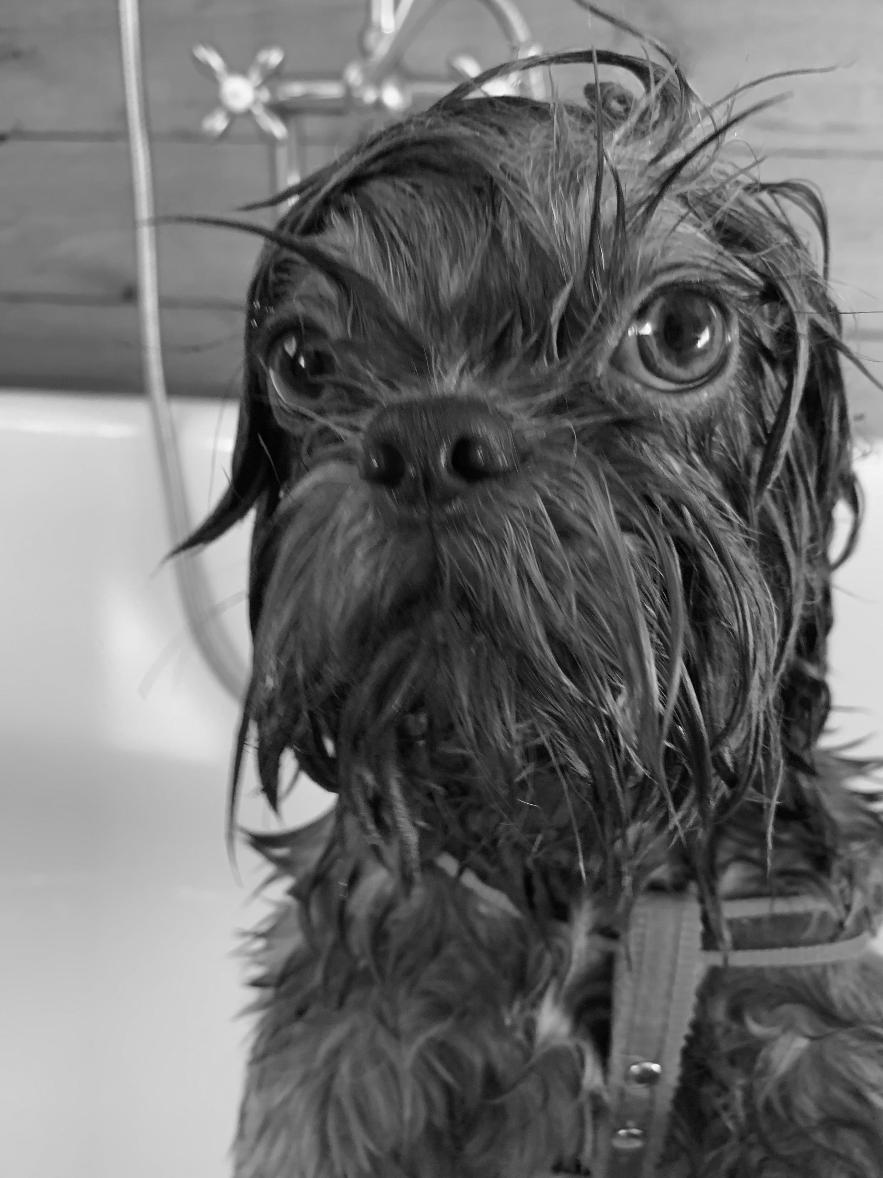 Wet small dog looking up in a bathtub during a bath with shower fixtures and wood paneling visible