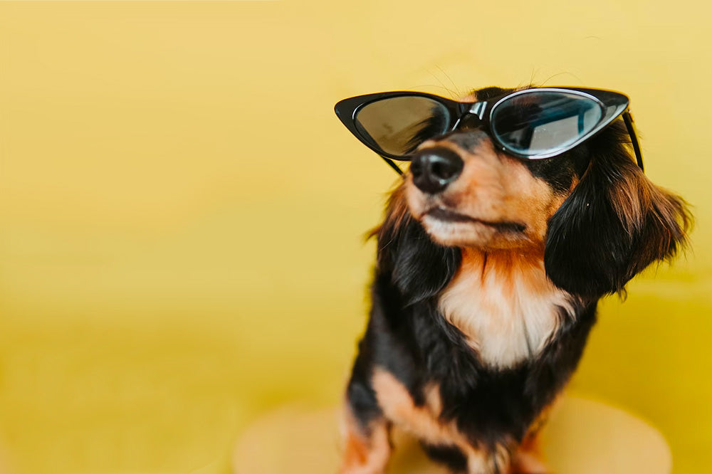 Small black-and-tan dog wearing cat-eye sunglasses against a yellow background