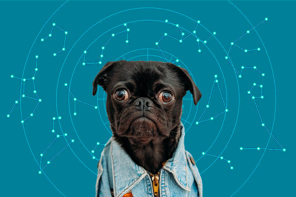Black pug wearing a denim jacket against a teal background with zodiac constellation diagrams