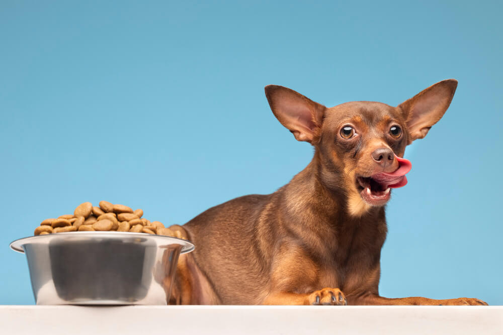 Small brown dog licking its lips beside a metal bowl of dry kibble on a blue background