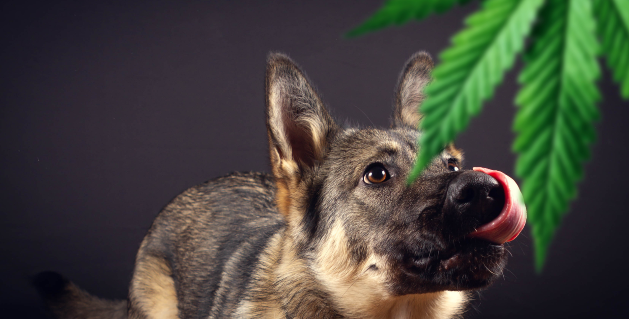 German shepherd dog sniffing and licking a hanging cannabis leaf against a dark background