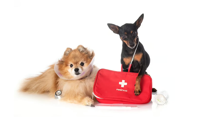 Two small dogs posing with a red first aid kit labeled FIRST AID on a white background, one wearing an Elizabethan cone and the other holding a stethoscope